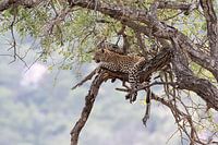 Relaxed Leopard
