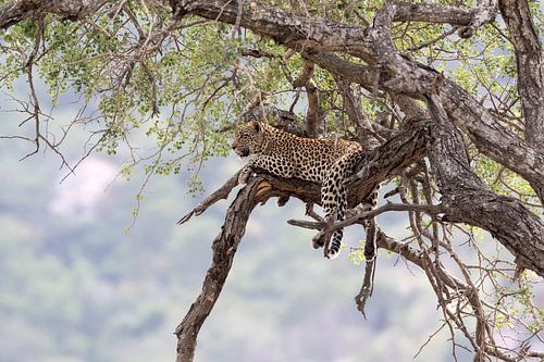Entspannter Leopard