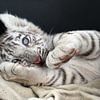 white baby tiger by gea strucks