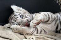 witte tijger baby van gea strucks thumbnail