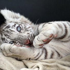 Weißer Baby Tiger von gea strucks