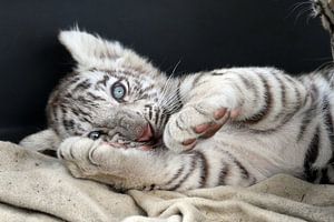 Weißer Baby Tiger