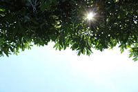 Zonnige lucht met Blaadjes