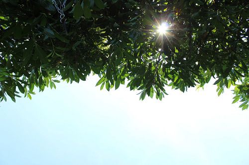 Zonnige lucht met Blaadjes
