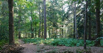 Forêt de conifères avec sylviculture sur Wim vd Neut