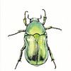 Green beetle illustration by Ebelien