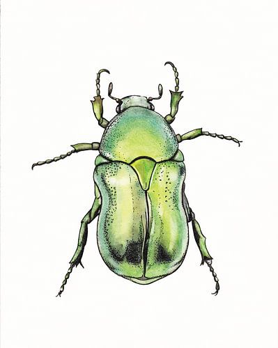 Green beetle illustration