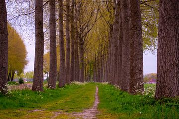 Footpath between the rows of trees in Sint-Laureins (Belgium)