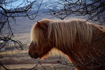 Pferd im Wald von Elisa in Iceland