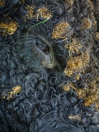 Verstekelingen sur Mathijs Frenken