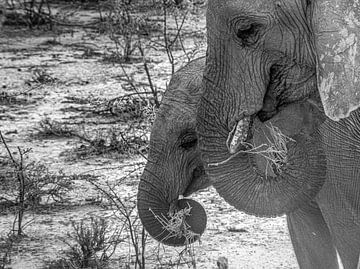 elephant namibie etosha by inge drenth