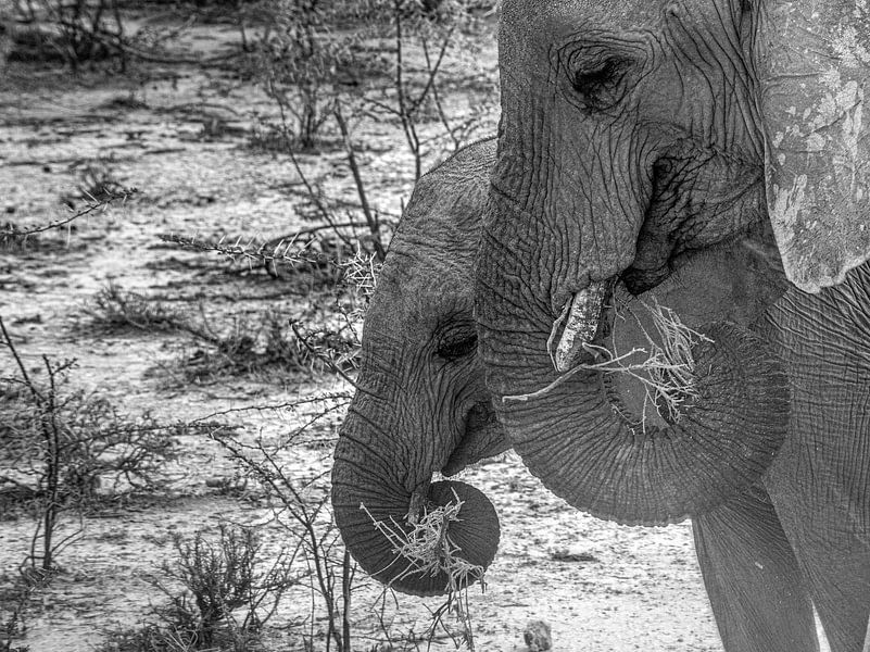 elephant namibie etosha by Idphotography
