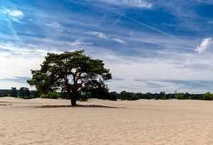 Arbre solitaire dans la dérive du sable sur Ineke Huizing