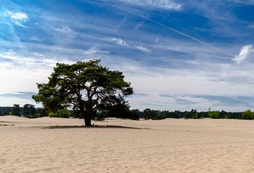 Arbre solitaire dans la dérive du sable