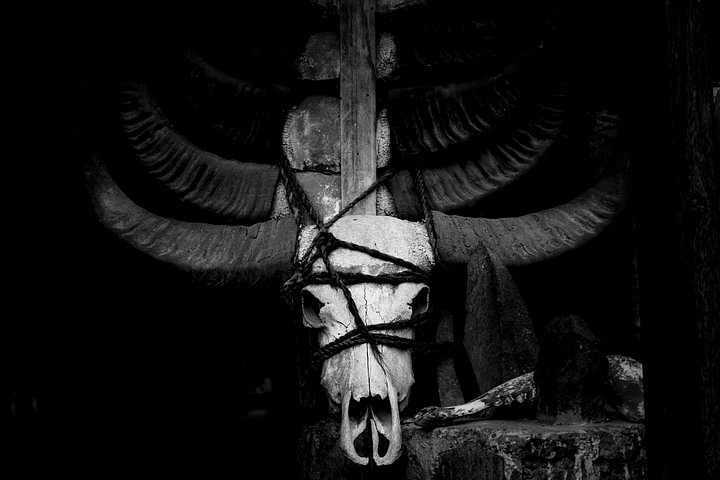Buffalo skull by <span class="secondary-font">Corrine Ponsen</span>