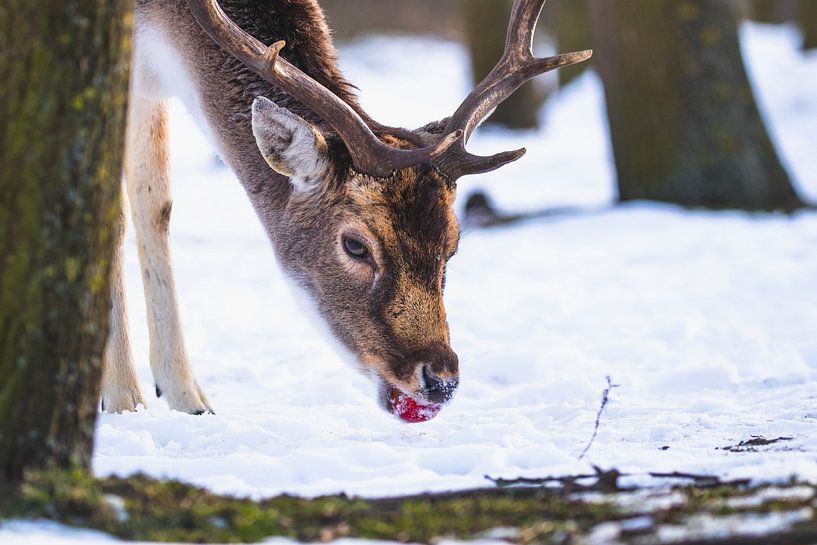Damhert with apple in the snow by Anne Zwagers