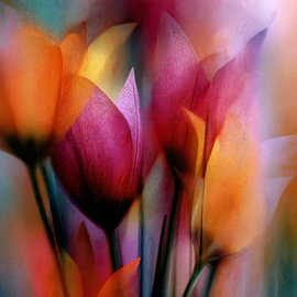 Bright Colorful Tulips