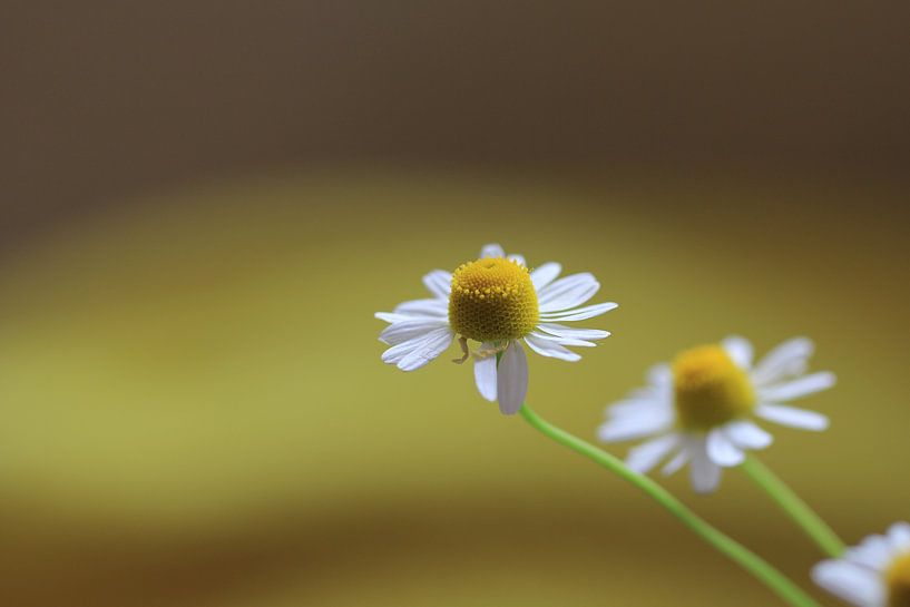 Madelief by Ab Donker