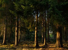 Trees in sunlight – Drenthe – Dwingelderveld (Netherlands)