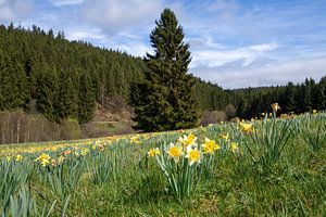 Eifel, Nordrhein-Westfalen, Deutschland