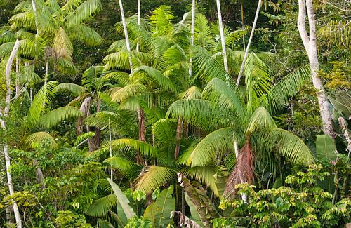 Langs de Suriname rivier