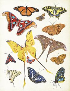 Papillons colorés sur Jasper de Ruiter