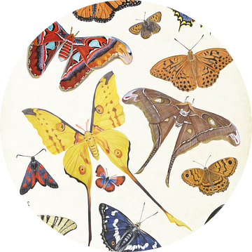 Kleurrijke vlinders van Jasper de Ruiter
