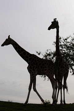 Deux girafes (Giraffa) sur Sharon Steen Redeker