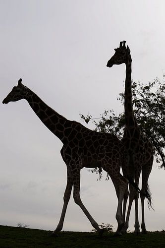 Twee giraffen (Giraffa)