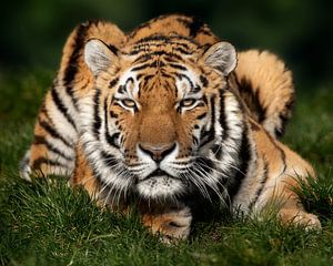 Tiger genießt die Sonne von Patrick van Bakkum
