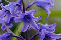 Bluish flowers