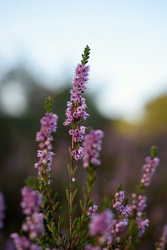 Purple heather