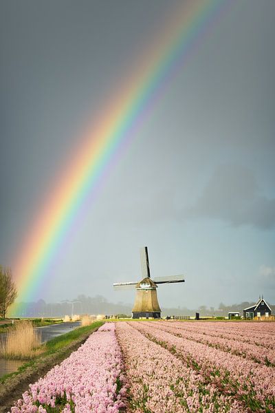 Rainbow in a grey sky over a windmill and flowers by iPics Photography