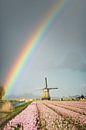 Rainbow in a grey sky over a windmill and flowers by iPics Photography thumbnail