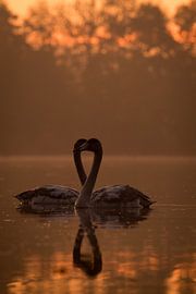 Heart of Swans by Sascha Sirch
