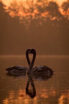 Heart of Swans