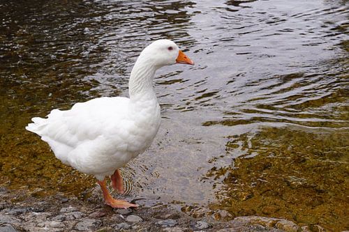 witte wilde gans