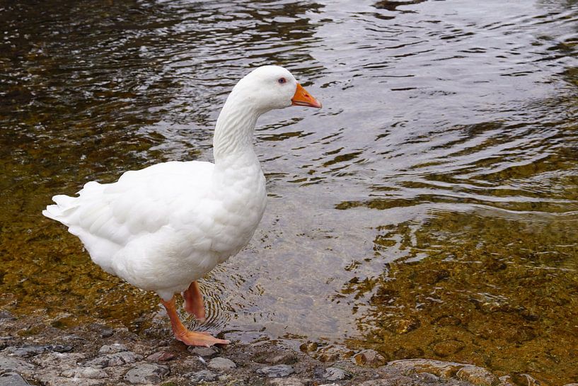 white wild goose by Babetts Bildergalerie
