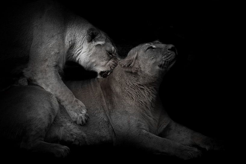 Female lionesses are playing, by Michael Semenov