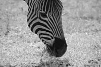 Closeup van etende zebra in het Zuid Afrikaanse Kruger park