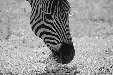Closeup van etende zebra in het Zuid Afrikaanse Kruger park van Vera Boels