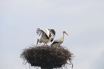 Storks on the nest by Silvia Weenink