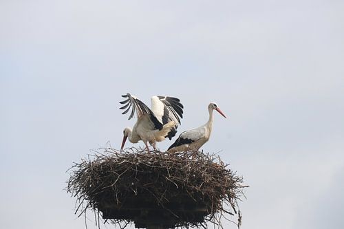 Ooievaars op het nest