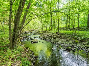 Lente bij de beek in het groene loofbos I van Jörg B. Schubert