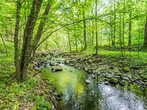 Lente bij de beek in het groene loofbos I
