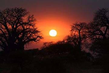 Op safari in Afrika: Zonsondergang in Tarangire Nationaal Park, Tanzania van Rini Kools