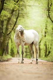 Grüne Pracht von Keeley Wit