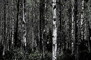 Dunkler Wald