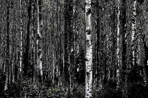 Forêt sombre