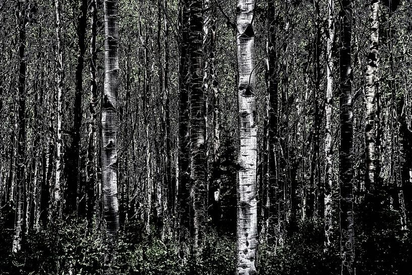 Dunkler Wald von Maurice Dawson